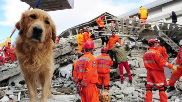 Preview thumbnail for Ask Smithsonian: Can Animals Predict Earthquakes and Other Natural Disasters?
