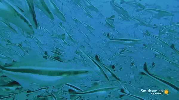 Preview thumbnail for This Sustainable Offshore Cobia Fish Farm Sells Millions