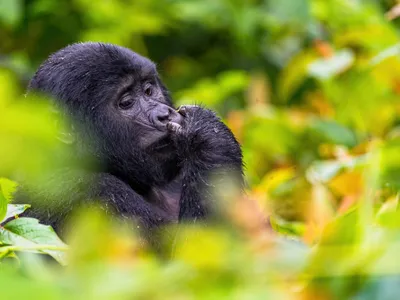 A mountain gorilla seemingly enjoys a moment of solitude in the Bwindi Impenetrable Forest, surrounded by orange, yellow and green leaves.