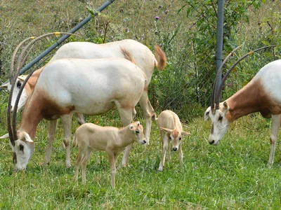 The most recent additions to the scimitar-horned oryx herd at the Smithsonian Conservation Biology Institute are two calves borne from an improved artificial insemination method. 