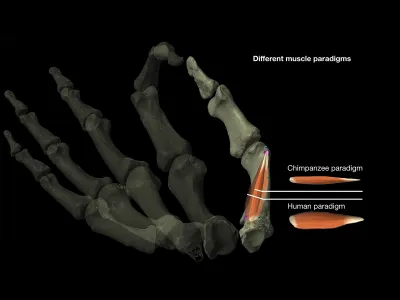 This image diagrams the difference between human and chimpanzee models of thumb muscles, which the researchers used to study the evolution of thumb dexterity.