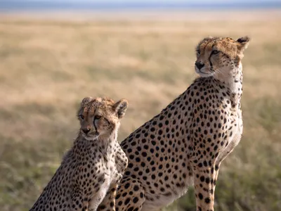 Cheetahs may give up their prey to a larger predator, such as a lion or leopard, if one comes along while they are eating.