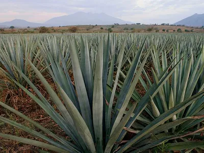 Blue agave grows in a field in the town of Arenal, in the state of Jalisco, Mexico.
