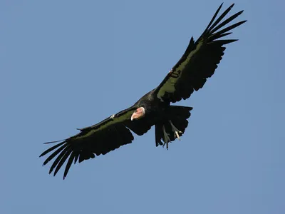 California condors are attracted to shiny things and sometimes ingest wrappers, coins and padlock keys.