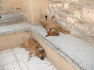 Dogs sunbathing at the Acropolis