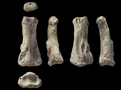 Several views of a fossilized finger bone found Al Wusta site, Saudi Arabia.