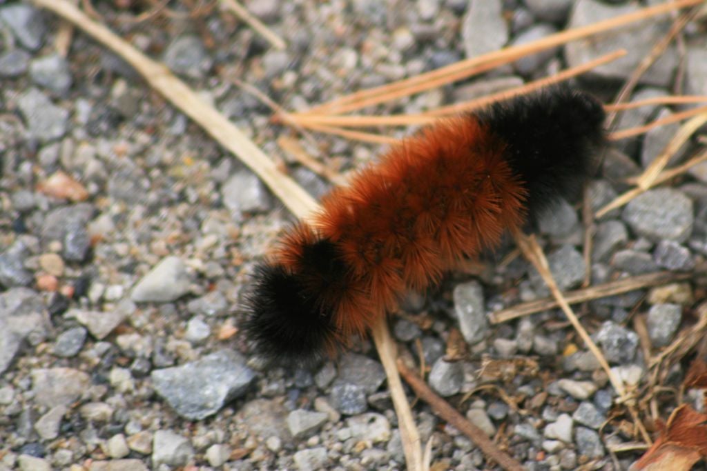 Woolly worm caterpillar