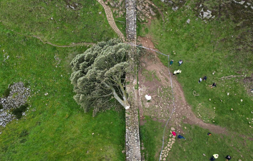 Tree chopped down next to Hadrian's Wall
