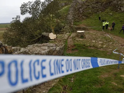 Police initially arrested a 16-year-old boy in connection with the felling.

