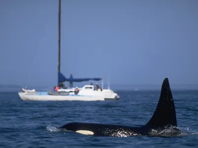 Orcas swimming near sailboat in water