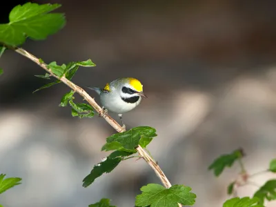 A golden-winged warbler perches on a branch in Minnesota. The bird&rsquo;s declining population worries ornithologists.