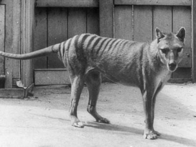 A Tasmanian tiger at the Hobart Zoo in Tasmania. The last known living Tasmanian tiger died at the zoo in 1936.