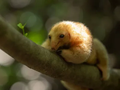 A silky anteater, small enough to sit comfortably in your palm, rests in the canopy of a mangrove forest in Brazil&rsquo;s Parna&iacute;ba Delta.
