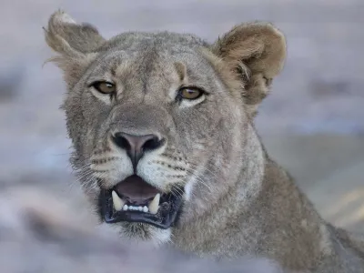 After nearly 40 years, desert lions are once again hunting marine prey along Namibia&rsquo;s Skeleton Coast, where scientists believed the knowledge had been lost.