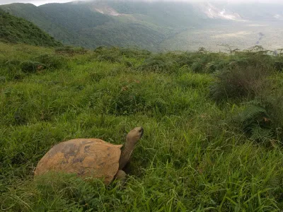 A captive breeding program has seen the return of Gal&aacute;pagos giant tortoises to Espa&ntilde;ola in the Gal&aacute;pagos Islands. As the tortoise population rebounds, the island ecosystem is in the process of transforming.