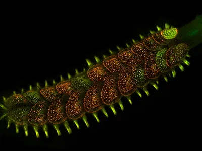 A colorful worm is lit up against a black background