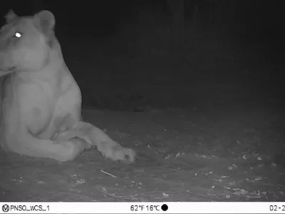 The lioness, photographed by a trail camera in February, is likely around five years old.