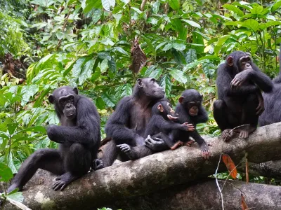 A group of chimpanzees at elevation listen for rivals.