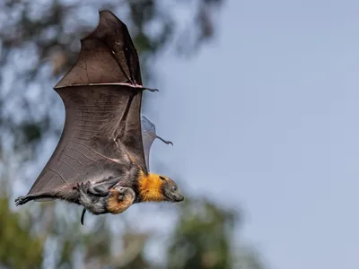 With a baby in tow, a gray-headed flying fox uses her large eyes to navigate, rather than relying on echolocation as other bat species do.&nbsp;