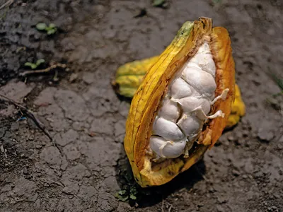 A pod of ancient Nacional cacao offers hope for reforesting Ecuador&rsquo;s Pacific coast, which by some estimates has lost 98 percent of its original forest cover over the past century.