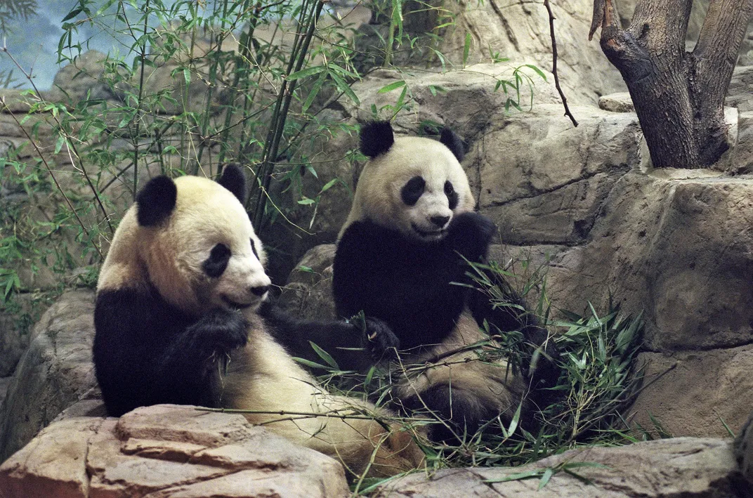 Mei Xiang and Tian Tian on the day of their arrival in Washington, D.C.