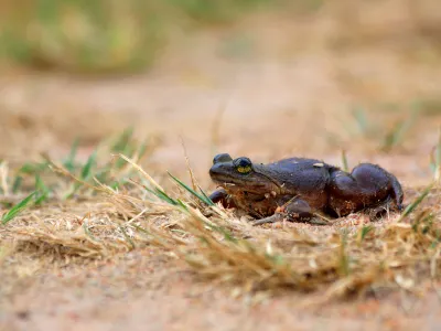 A Togo slippery frog rests in grass.