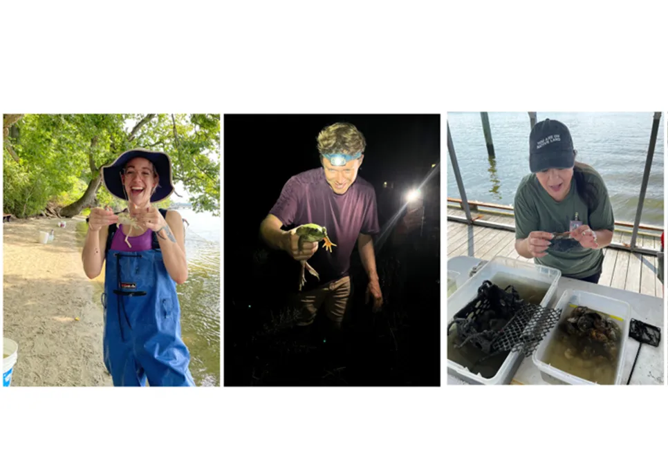 a collage of four images of educators; one is holding a blue crab, one is holding a bullfrog at night, one is taking a picture of an oyster basket, one is holding a crab with large plastic tweezers by the side of a river